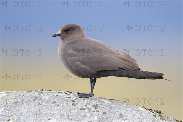 Parasitic jaeger (Stercorarius parasiticus)