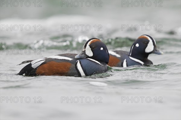 Harlequin Duck (Histrionicus histrionicus)