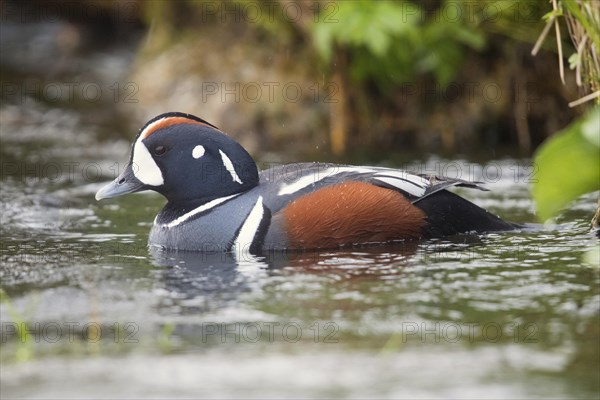 Harlequin Duck (Histrionicus histrionicus)