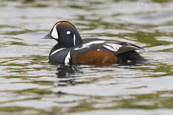 Harlequin Duck (Histrionicus histrionicus)