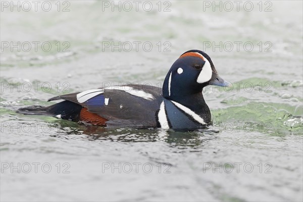 Harlequin Duck (Histrionicus histrionicus)