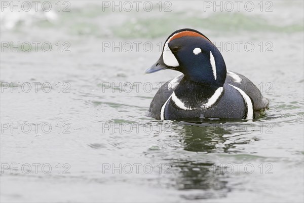 Harlequin Duck (Histrionicus histrionicus)