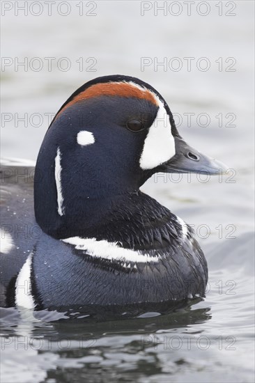 Harlequin Duck (Histrionicus histrionicus)