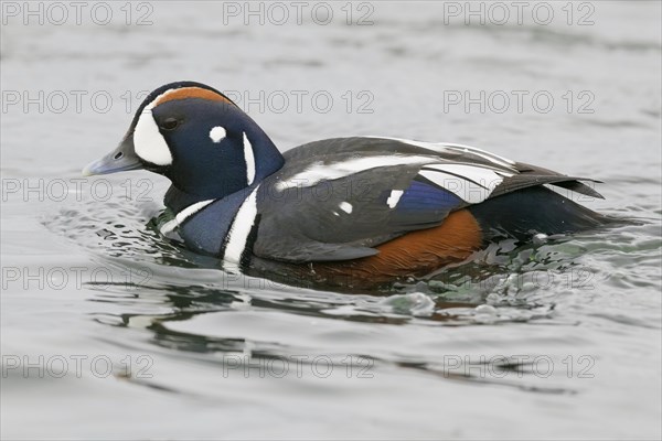 Harlequin Duck (Histrionicus histrionicus)