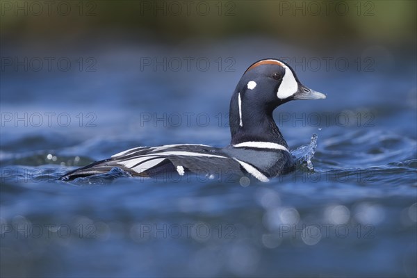 Harlequin Duck (Histrionicus histrionicus)