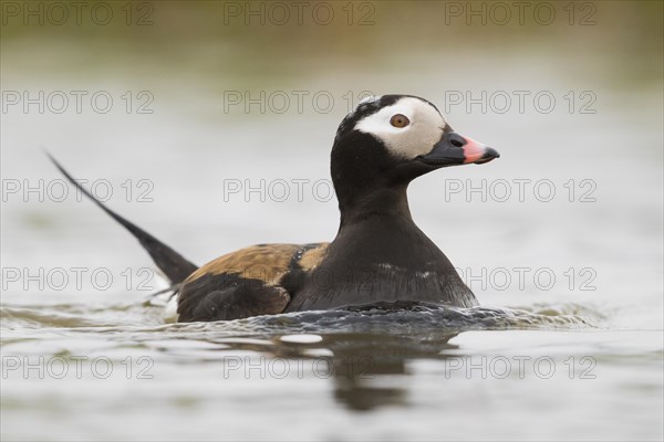 Long-tailed duck (Clangula hyemalis)