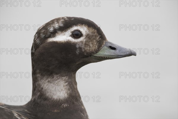 Long-tailed duck (Clangula hyemalis)