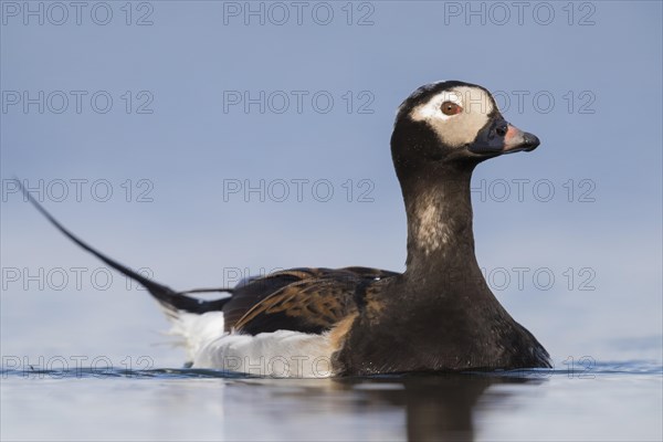 Long-tailed duck (Clangula hyemalis)