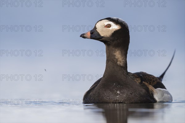 Long-tailed duck (Clangula hyemalis)