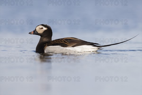 Long-tailed duck (Clangula hyemalis)