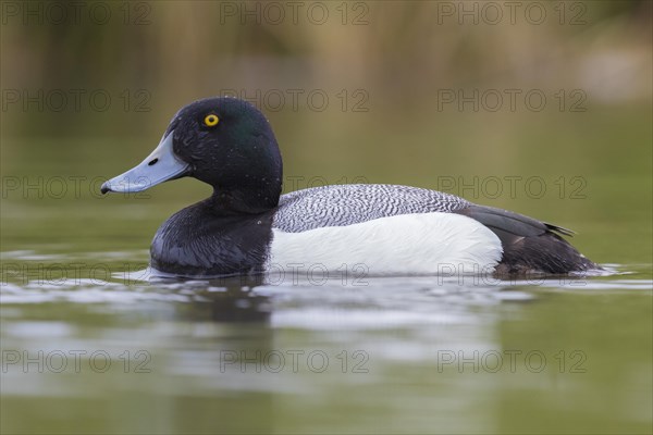 Greater Scaup (Aythya marila)