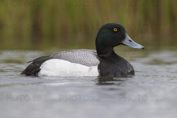 Greater Scaup (Aythya marila)