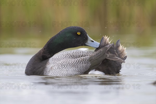 Greater Scaup (Aythya marila)