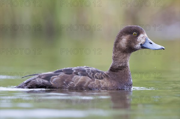 Greater Scaup (Aythya marila)