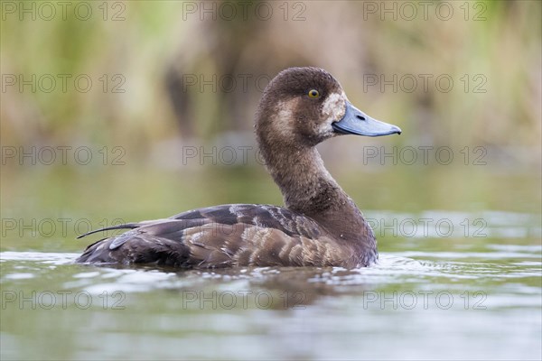 Greater Scaup (Aythya marila)