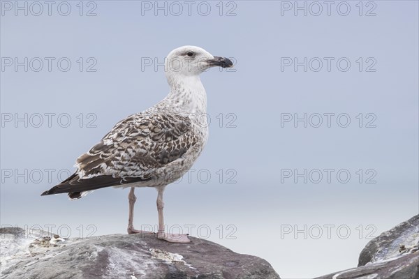 Great Black-backed Gull (Larus marinus)