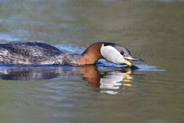 Red-necked Grebe (Podiceps grisegena)