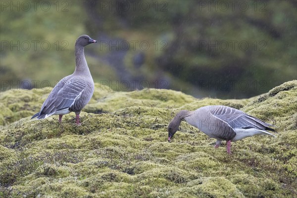 Pink-footed gooses (Anser brachyrhynchus)