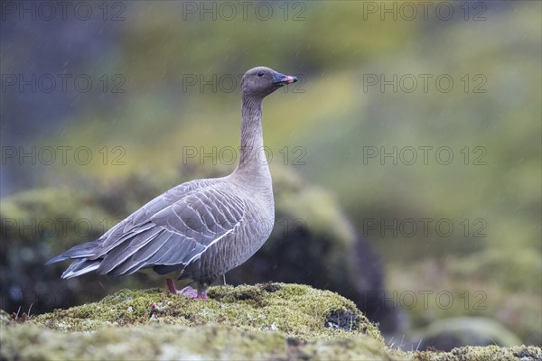 Pink-footed goose (Anser brachyrhynchus)