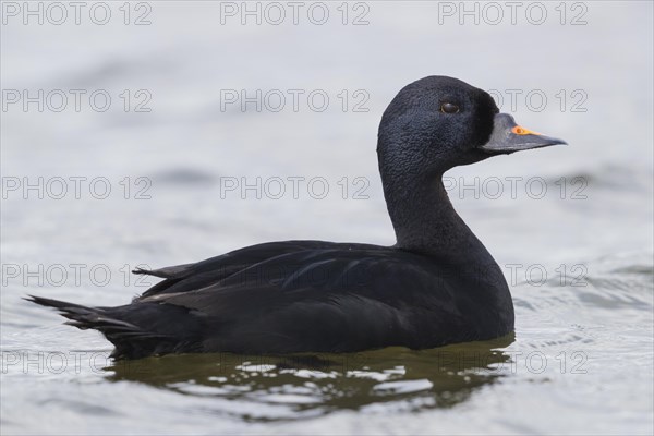 Common Scoter (Melanitta nigra)