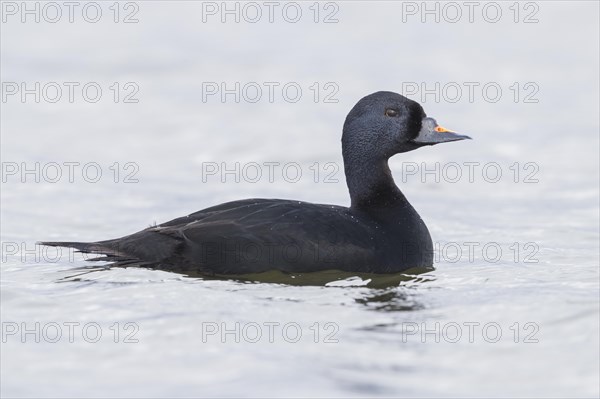 Common Scoter (Melanitta nigra)