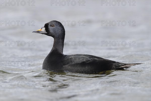 Common Scoter (Melanitta nigra)