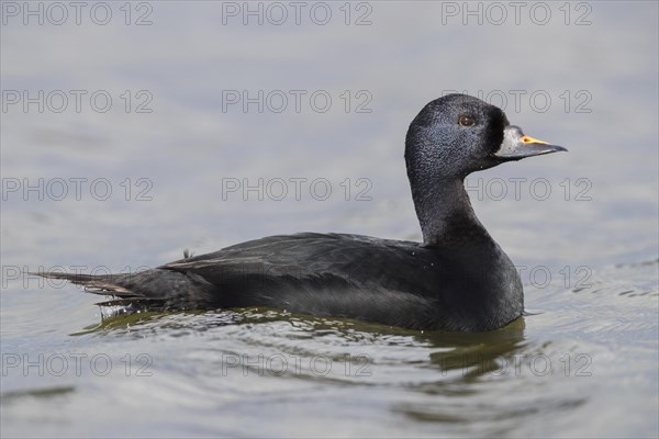 Common Scoter (Melanitta nigra)