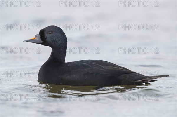 Common Scoter (Melanitta nigra)