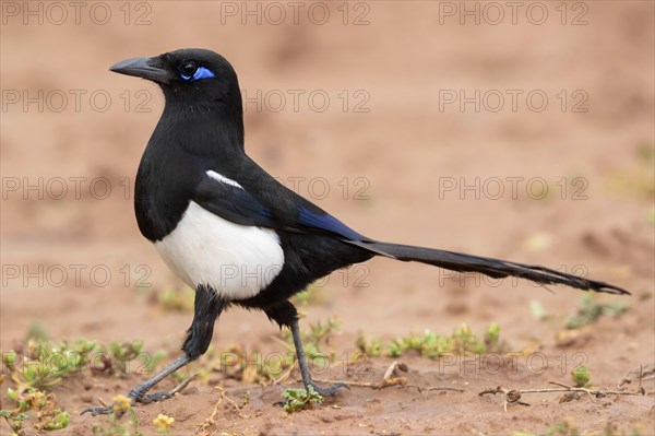 Maghreb Magpie (Pica pica mauritanica)