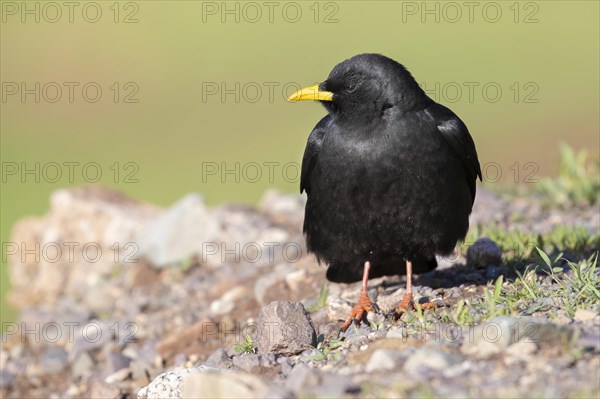 Alpine Chough (Pyrrhocorax graculus)