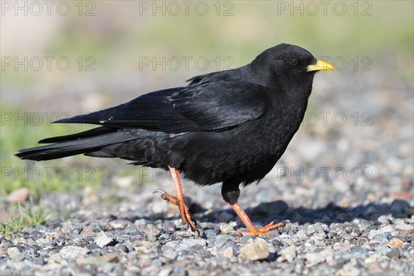 Alpine Chough (Pyrrhocorax graculus)