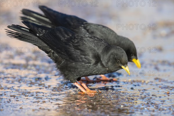 Alpine Chough (Pyrrhocorax graculus)