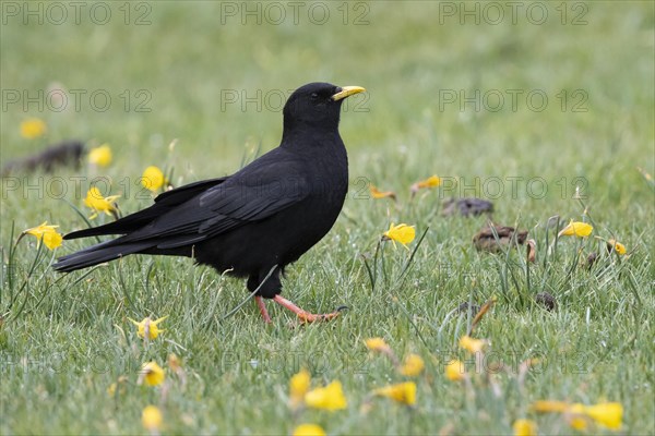 Alpine Chough (Pyrrhocorax graculus)