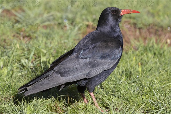 Red-billed Chough (Pyrrhocorax pyrrhocorax barbarus)