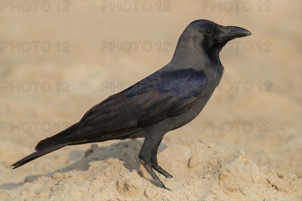 House Crow (Corvus splendens)