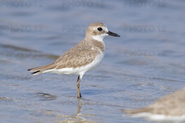 Greater sand plover (Charadrius leschenaultii)