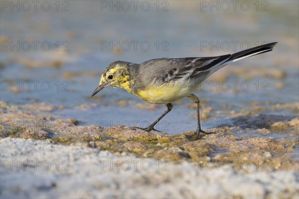 Citrine Wagtail (Motacilla citreola)