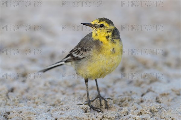 Citrine Wagtail (Motacilla citreola)