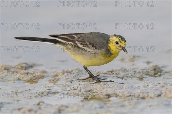 Citrine Wagtail (Motacilla citreola)