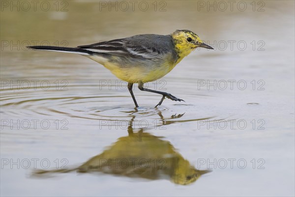 Citrine Wagtail (Motacilla citreola)