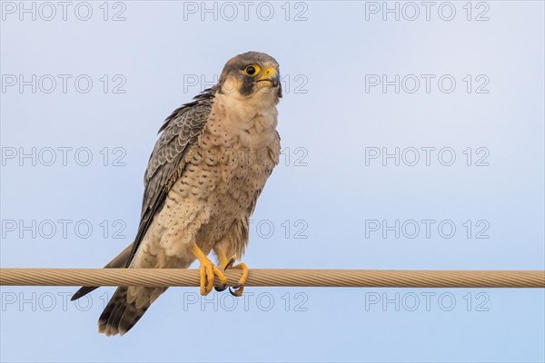 Barbary Falcon (Falco pelegrinoides)