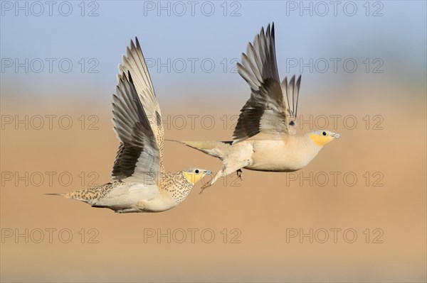 Spotted Sandgrouse (Pterocles senegallus)