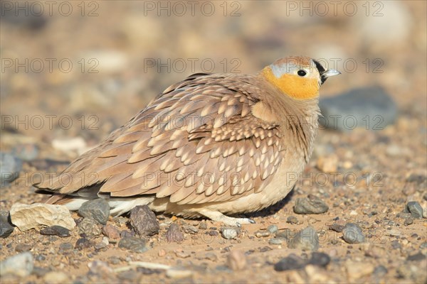 Crowned Sandgrouse (Pterocles coronatus)