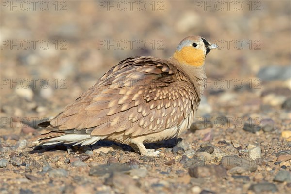 Crowned Sandgrouse (Pterocles coronatus)