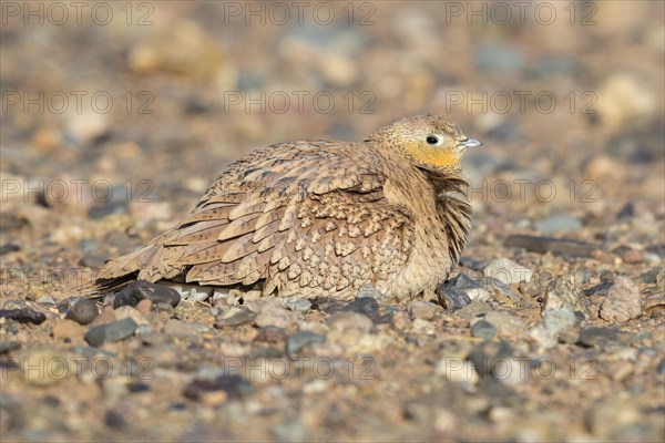 Crowned Sandgrouse (Pterocles coronatus)