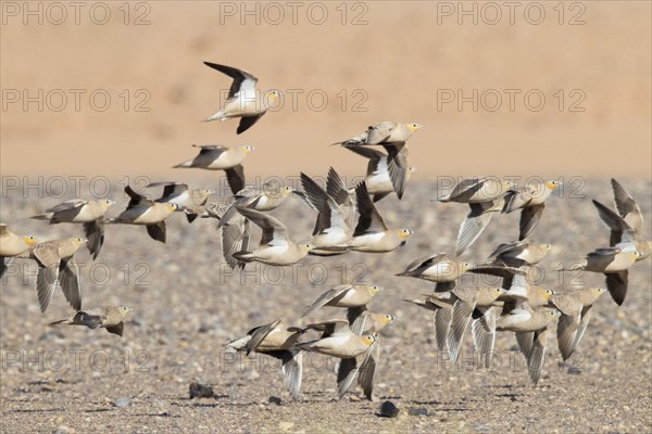 Crowned Sandgrouse (Pterocles coronatus)