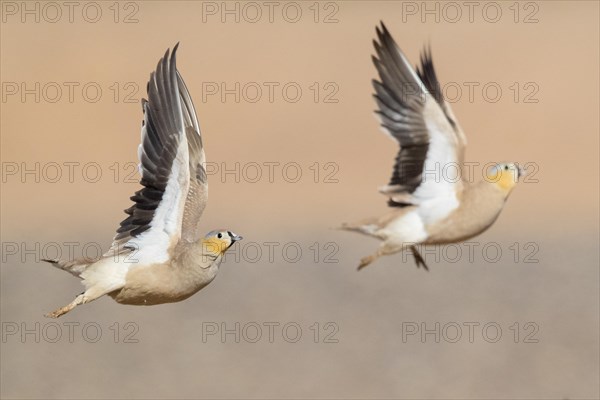 Crowned Sandgrouse (Pterocles coronatus)