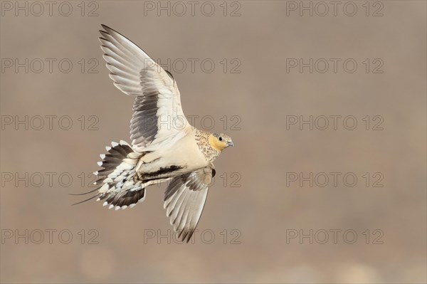 Spotted Sandgrouse (Pterocles senegallus)