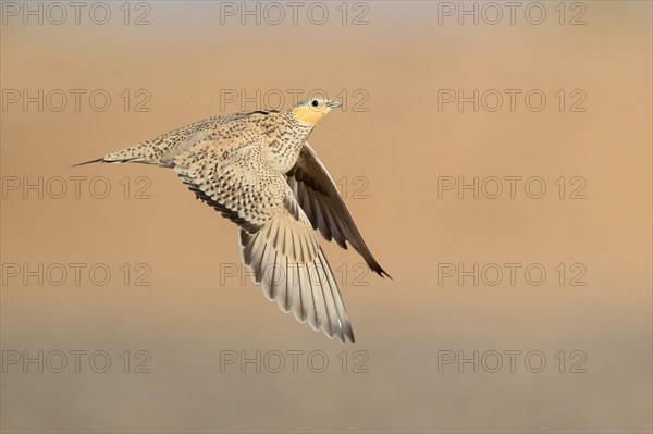 Spotted Sandgrouse (Pterocles senegallus)