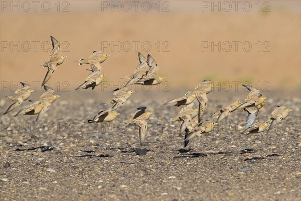 Spotted Sandgrouse (Pterocles senegallus)